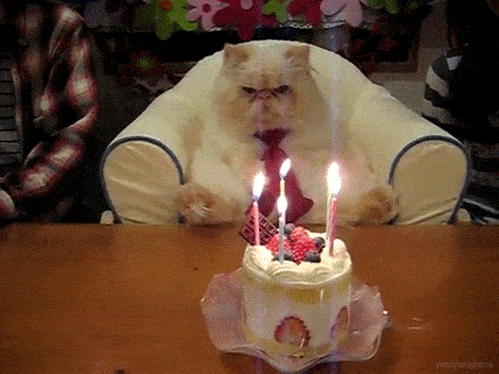 birthday gif cat image