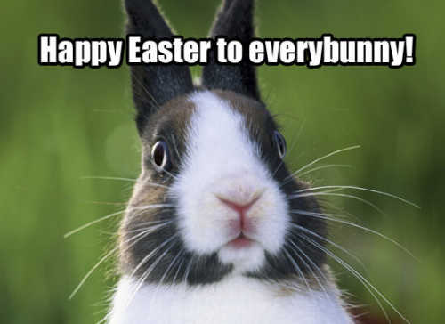 Happy Easter Bunny Memes For Facebook