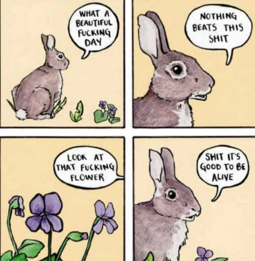 Easter bunny memes images