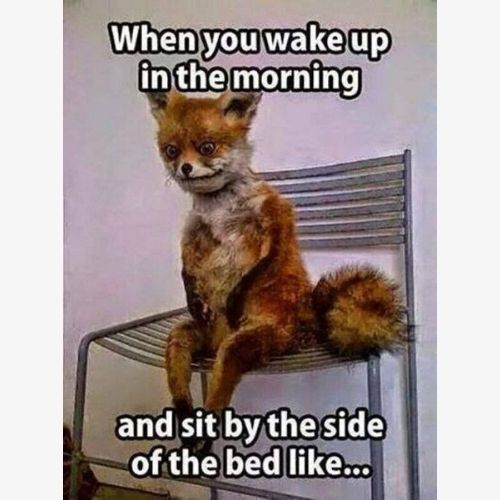 morning funny memes for friends