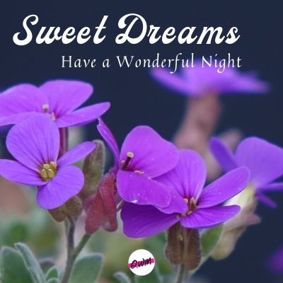 sweet dreams have a wonderful night
