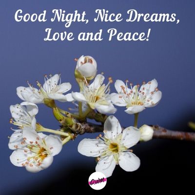 good night, nice dreams, love and peace!