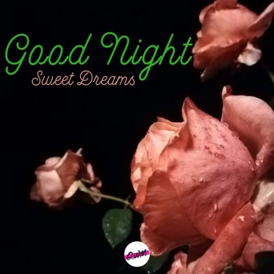 Good Night Red Rose Pictures