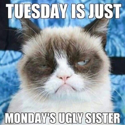Tuesday Funny Memes