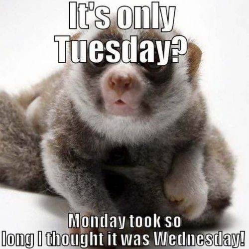 Positive Tuesday Memes