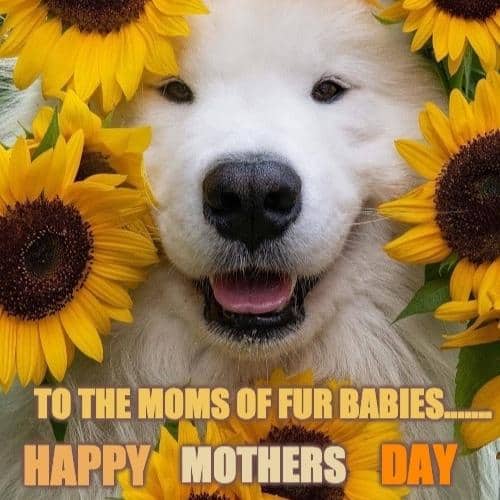 mothers day dog memes for 2022